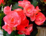 Hiemalis Begonias,elatior begonia, Rieger begonia, winterflowering begonia
